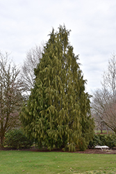 Weeping Nootka Cypress (Chamaecyparis nootkatensis 'Pendula') at Marlin Orchards & Garden Centre