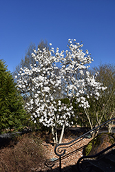 Royal Star Magnolia (Magnolia stellata 'Royal Star') at Marlin Orchards & Garden Centre