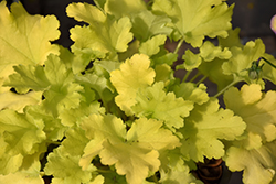 Lime Marmalade Coral Bells (Heuchera 'Lime Marmalade') at Marlin Orchards & Garden Centre