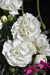 Early Bird Frosty Pinks (Dianthus 'Wp10 Ven06') at Marlin Orchards & Garden Centre