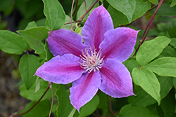 Dr. Ruppel Clematis (Clematis 'Dr. Ruppel') at Marlin Orchards & Garden Centre