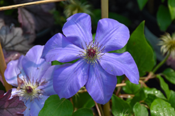 Ramona Clematis (Clematis 'Ramona') at Marlin Orchards & Garden Centre