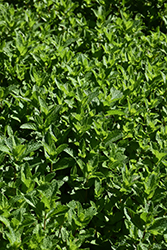 Spearmint (Mentha spicata) at Marlin Orchards & Garden Centre