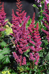 Visions in Red Chinese Astilbe (Astilbe chinensis 'Visions in Red') at Marlin Orchards & Garden Centre