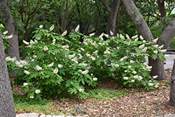 Oakleaf Hydrangea (Hydrangea quercifolia) at Marlin Orchards & Garden Centre