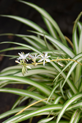 Spider Plant (Chlorophytum comosum) at Marlin Orchards & Garden Centre