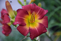 Earlybird Cardinal Daylily (Hemerocallis 'Endless Heart') at Marlin Orchards & Garden Centre