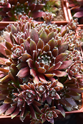 Chick Charms Cinnamon Starburst Hens And Chicks (Sempervivum 'Cinnamon Starburst') at Marlin Orchards & Garden Centre