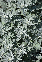 Silver Brocade Artemisia (Artemisia stelleriana 'Silver Brocade') at Marlin Orchards & Garden Centre