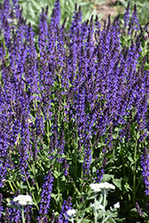 May Night Sage (Salvia x sylvestris 'May Night') at Marlin Orchards & Garden Centre