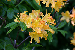 Golden Lights Azalea (Rhododendron 'Golden Lights') at Marlin Orchards & Garden Centre