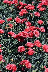 Early Bird Chili Pinks (Dianthus 'Wp10 Sab06') at Marlin Orchards & Garden Centre