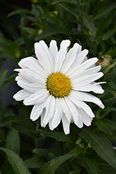 Daisy May Shasta Daisy (Leucanthemum x superbum 'Daisy Duke') at Marlin Orchards & Garden Centre