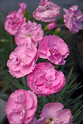 Fruit Punch Sweetie Pie Pinks (Dianthus 'Sweetie Pie') at Marlin Orchards & Garden Centre