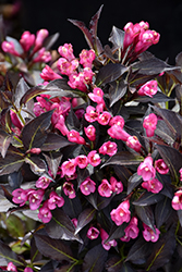 Spilled Wine Weigela (Weigela florida 'Bokraspiwi') at Marlin Orchards & Garden Centre