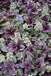 Burgundy Glow Bugleweed (Ajuga reptans 'Burgundy Glow') at Marlin Orchards & Garden Centre