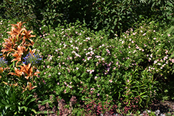 Pink Beauty Potentilla (Potentilla fruticosa 'Pink Beauty') at Marlin Orchards & Garden Centre