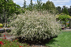 Tricolor Willow (Salix integra 'Hakuro Nishiki') at Marlin Orchards & Garden Centre