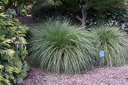 Hameln Dwarf Fountain Grass (Pennisetum alopecuroides 'Hameln') at Marlin Orchards & Garden Centre
