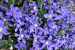 Sapphire Indigo Clematis (Clematis 'Sapphire Indigo') at Marlin Orchards & Garden Centre