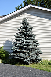 Blue Select Colorado Spruce (Picea pungens 'Blue Select') at Marlin Orchards & Garden Centre