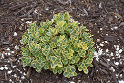 Lime Twister Stonecrop (Sedum 'Lime Twister') at Marlin Orchards & Garden Centre