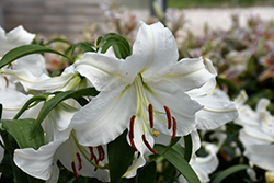Casa Blanca Lily (Lilium 'Casa Blanca') at Marlin Orchards & Garden Centre