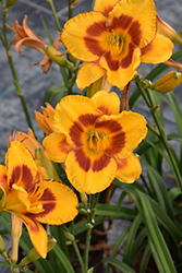 Fooled Me Daylily (Hemerocallis 'Fooled Me') at Marlin Orchards & Garden Centre