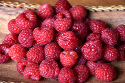 Heritage Raspberry (Rubus 'Heritage') at Marlin Orchards & Garden Centre