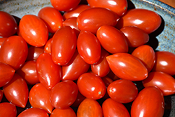 Red Grape Tomato (Solanum lycopersicum 'Red Grape') at Marlin Orchards & Garden Centre