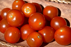 Sweet Million Tomato (Solanum lycopersicum 'Sweet Million') at Marlin Orchards & Garden Centre