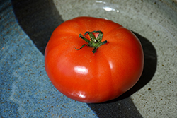 Super Fantastic Tomato (Solanum lycopersicum 'Super Fantastic') at Marlin Orchards & Garden Centre