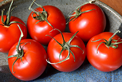 Patio Tomato (Solanum lycopersicum 'Patio') at Marlin Orchards & Garden Centre