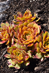 Chick Charms Gold Nugget Hens And Chicks (Sempervivum 'Gold Nugget') at Marlin Orchards & Garden Centre