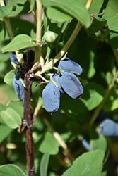 Berry Smart Blue Honeyberry (Lonicera caerulea 'Berry Smart Blue') at Marlin Orchards & Garden Centre