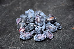 Berry Smart Blue Honeyberry (Lonicera caerulea 'Berry Smart Blue') at Marlin Orchards & Garden Centre