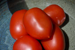 Roma Tomato (Solanum lycopersicum 'Roma') at Marlin Orchards & Garden Centre