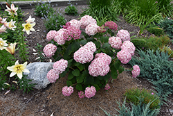 Incrediball Blush Smooth Hydrangea (Hydrangea arborescens 'NCHA4') at Marlin Orchards & Garden Centre