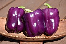 Purple Bell Pepper (Capsicum annuum 'Purple Bell') at Marlin Orchards & Garden Centre