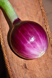 Red Onion (Allium cepa 'Red') at Marlin Orchards & Garden Centre
