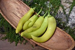 Banana Pepper (Capsicum annuum 'Banana') at Marlin Orchards & Garden Centre