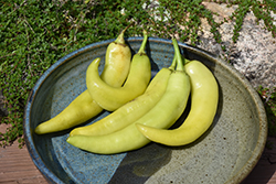 Sweet Banana Pepper (Capsicum annuum 'Sweet Banana') at Marlin Orchards & Garden Centre
