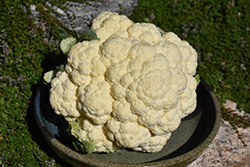 Casper Cauliflower (Brassica oleracea var. botrytis 'Casper') at Marlin Orchards & Garden Centre