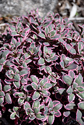 Dream Dazzler Stonecrop (Sedum 'Dream Dazzler') at Marlin Orchards & Garden Centre