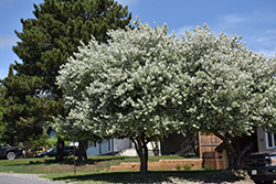 Dolgo Apple (Malus 'Dolgo') at Marlin Orchards & Garden Centre