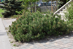 Dwarf Mugo Pine (Pinus mugo var. pumilio) at Marlin Orchards & Garden Centre