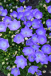 Rapido Blue Bellflower (Campanula carpatica 'Rapido Blue') at Marlin Orchards & Garden Centre