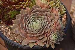 Chick Charms Berry Blues Hens And Chicks (Sempervivum 'Berry Blues') at Marlin Orchards & Garden Centre