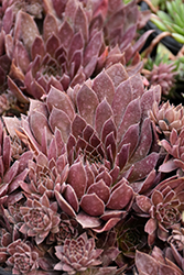 Chick Charms Chocolate Kiss Hens And Chicks (Sempervivum 'Chocolate Kiss') at Marlin Orchards & Garden Centre