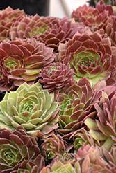 Chick Charms Cherry Berry Hens And Chicks (Sempervivum 'Cherry Berry') at Marlin Orchards & Garden Centre